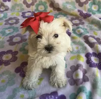Gracie , a female Miniature Schnauzer and Maltese for sale in Mesa, AZ – 5 of 10