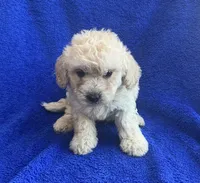 Charlie , a male Poodle - Toy  for sale in Mesa, AZ – Photo 3 of 9