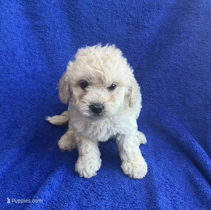Charlie  – Poodle - Toy  puppy for sale in Mesa, AZ