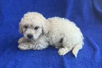 Charlie , a male Poodle - Toy  for sale in Mesa, AZ – Photo 6 of 9