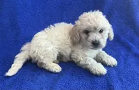 Charlie , a male Poodle - Toy  for sale in Mesa, AZ – Photo 5 of 9