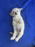 Charlie , a male Poodle - Toy  for sale in Mesa, AZ – Photo 8 of 9