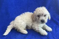 Charlie , a male Poodle - Toy  for sale in Mesa, AZ – Photo 4 of 9