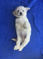 Charlie , a male Poodle - Toy  for sale in Mesa, AZ – Photo 9 of 9