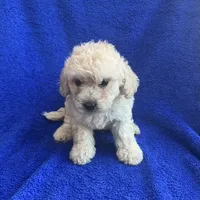 Charlie , a male Poodle - Toy  for sale in Mesa, AZ – Photo 7 of 9