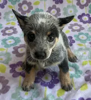 Bluey, a female Australian Cattle Dog for sale in Mesa, AZ – 5 of 10