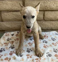 Buddy , a male Australian Cattle Dog for sale in Mesa, AZ – 3 of 5