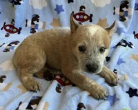 Sydney , a female Australian Cattle Dog for sale in Mesa, AZ – 2 of 10