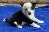 Max, a male Australian Cattle Dog and Border Collie for sale in Mesa, AZ – 7 of 10