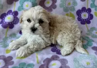 Lulu , a female Maltese and Poodle - Toy  for sale in Mesa, AZ – 4 of 10