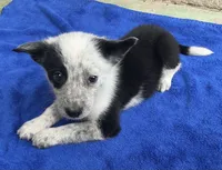 Dash, a male Australian Cattle Dog and Border Collie for sale in Mesa, AZ – 5 of 9