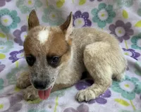 Blaze , a female Australian Cattle Dog for sale in Mesa, AZ – 7 of 9