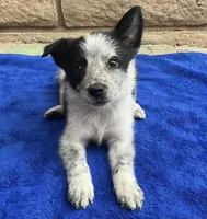 Luna , a female Australian Cattle Dog and Border Collie for sale in Mesa, AZ – 3 of 10