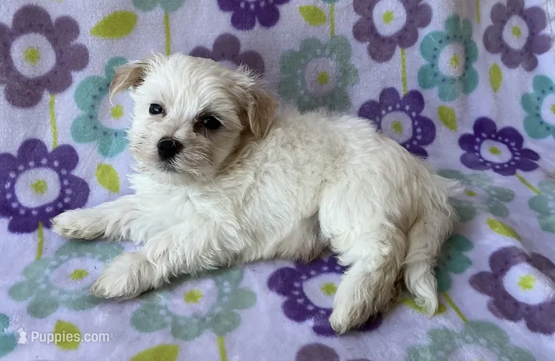 Benji  – Maltese, Poodle - Toy  puppy for sale in Mesa, AZ