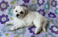 Benji , a male Maltese and Poodle - Toy  for sale in Mesa, AZ – 1 of 10