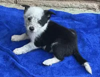 Max, a male Australian Cattle Dog and Border Collie for sale in Mesa, AZ – 5 of 10