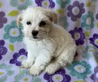 Benji , a male Maltese and Poodle - Toy  for sale in Mesa, AZ – 8 of 10