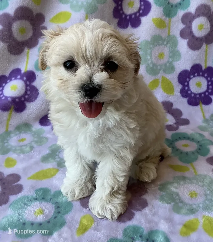 Lulu  – Maltese, Poodle - Toy  puppy for sale in Mesa, AZ