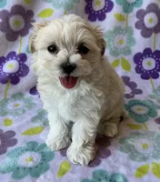 Lulu , a female Maltese and Poodle - Toy  for sale in Mesa, AZ – 1 of 10