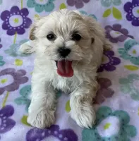 Lulu , a female Maltese and Poodle - Toy  for sale in Mesa, AZ – 8 of 10