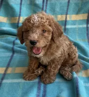 Teddy, a male Poodle - Toy  for sale in Mesa, AZ – 9 of 10