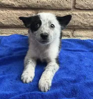Dash, a male Australian Cattle Dog and Border Collie for sale in Mesa, AZ – 6 of 9