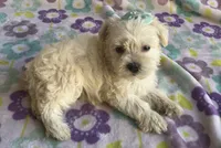 Sophie , a female Miniature Schnauzer and Maltese for sale in Mesa, AZ – 4 of 9
