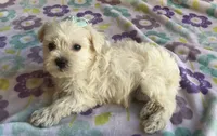 Sophie , a female Miniature Schnauzer and Maltese for sale in Mesa, AZ – 8 of 9