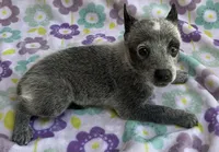 River, a female Australian Cattle Dog for sale in Mesa, AZ – 3 of 10