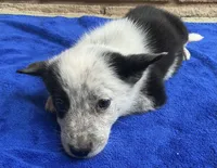 Dash, a male Australian Cattle Dog and Border Collie for sale in Mesa, AZ – 7 of 9