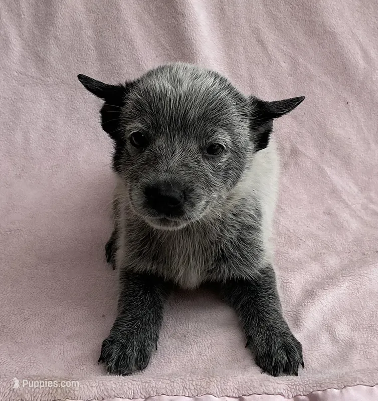 Bluey – Australian Cattle Dog puppy for sale in Mesa, AZ