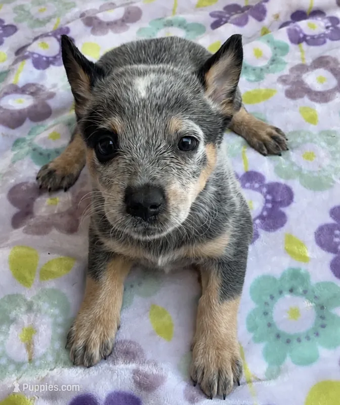 Jasmine  – Australian Cattle Dog puppy for sale in Mesa, AZ