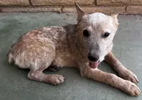 Sam , a male Australian Cattle Dog for sale in Mesa, AZ – 5 of 9