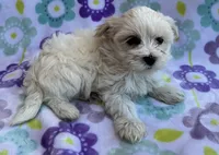 Annie , a female Maltese and Poodle - Toy  for sale in Mesa, AZ – 4 of 10