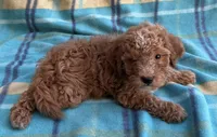 Teddy, a male Poodle - Toy  for sale in Mesa, AZ – 4 of 10