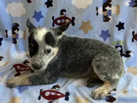 Sky , a female Australian Cattle Dog for sale in Mesa, AZ – 5 of 10
