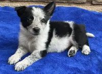 Luna , a female Australian Cattle Dog and Border Collie for sale in Mesa, AZ – 10 of 10