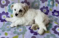 Benji , a male Maltese and Poodle - Toy  for sale in Mesa, AZ – 10 of 10