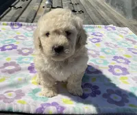 Marshall , a male Poodle - Miniature  for sale in Mesa, AZ – Photo 2 of 6