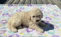 Marshall , a male Poodle - Miniature  for sale in Mesa, AZ – Photo 3 of 6