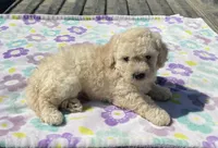 Marshall , a male Poodle - Miniature  for sale in Mesa, AZ – Photo 5 of 6