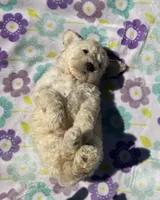 Marshall , a male Poodle - Miniature  for sale in Mesa, AZ – Photo 6 of 6