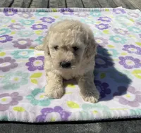 Marshall , a male Poodle - Miniature  for sale in Mesa, AZ – Photo 1 of 6