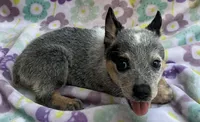 Jasmine , a female Australian Cattle Dog for sale in Mesa, AZ – 6 of 8
