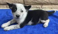 Dash, a male Australian Cattle Dog and Border Collie for sale in Mesa, AZ – 4 of 9