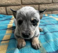 Nova , a female Australian Cattle Dog for sale in Mesa, AZ – 3 of 7