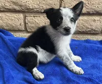 Luna , a female Australian Cattle Dog and Border Collie for sale in Mesa, AZ – 4 of 10