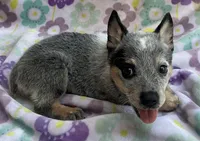 Jasmine , a female Australian Cattle Dog for sale in Mesa, AZ – 8 of 8