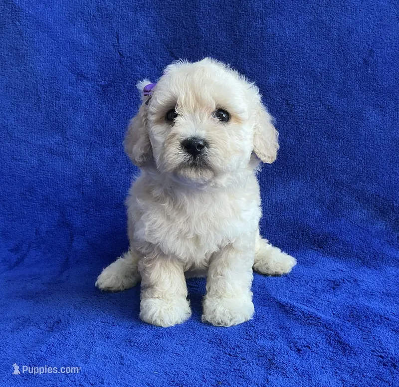 Claire  – Poodle - Toy  puppy for sale in Mesa, AZ