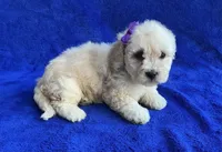 Claire , a female Poodle - Toy  for sale in Mesa, AZ – Photo 5 of 7